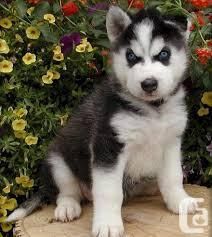 Siberian Husky puppies!