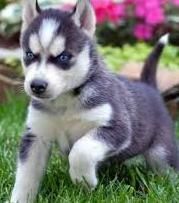 Siberian Husky Puppies At (***) ***-***3