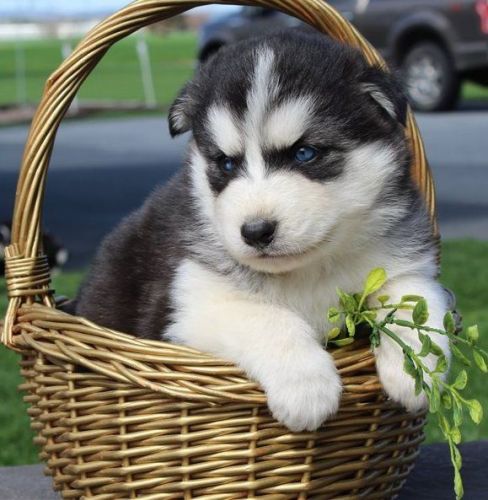 Sweet Siberian Husky Puppies