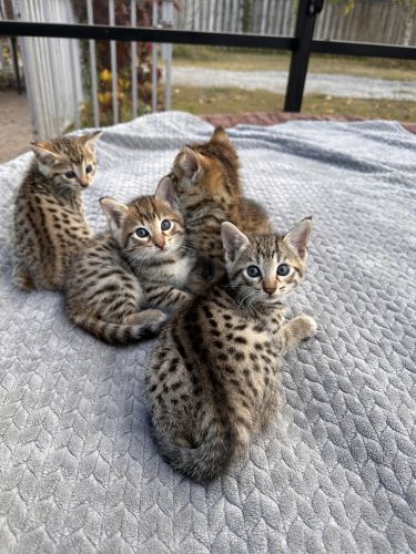 F5 SAVANNAH KITTENS AVAILABLE
