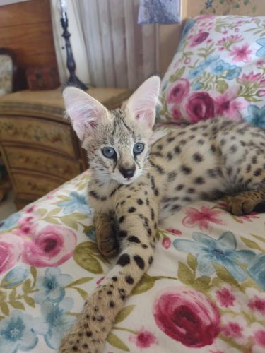Cute Male & Female Savannah Kittens For Sale