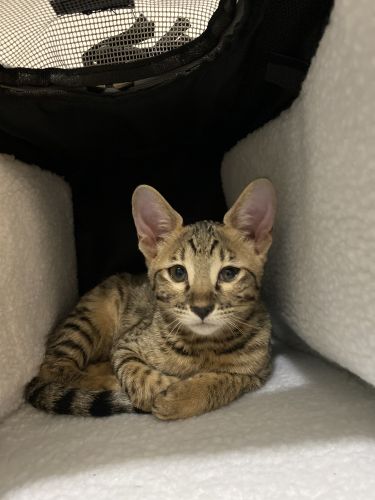 F7 Savannah kitten female