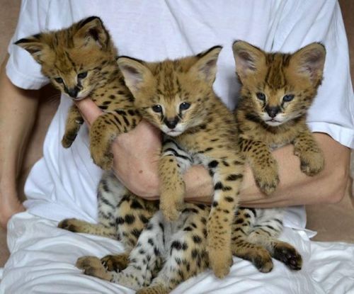 serval, caracal, ocelot and savannah kittens