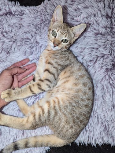 Savannah Cats for sale in Bronx, NY, USA. price: $400