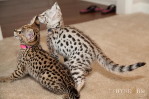 Outstanding Sbt Brown Spotted Savannah Boy