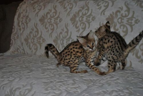 beautiful Savannah kittens