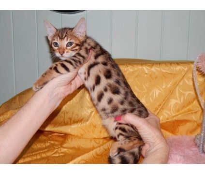 3 Savannah Kittens for Adoption