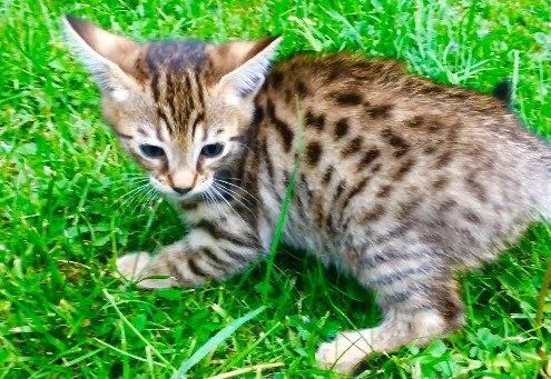 Beautifull Savannah kitten ready