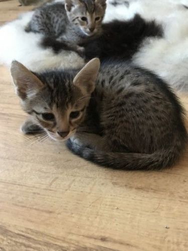 Stunning F4c Male Last One. Ready To Go Next Week