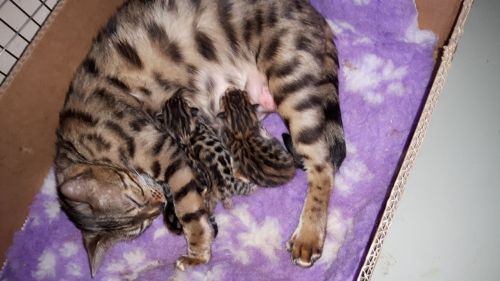 Savannah Cats for sale in Los Angeles, CA, USA. price: NA