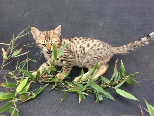 Savannah Cats for sale in Los Angeles, CA, USA. price: NA