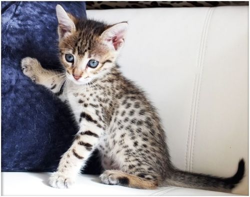 Healthy Home raised Savannah Kittens ***