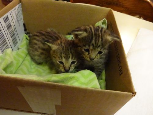 Tica Reg. F2 Savannah kittens