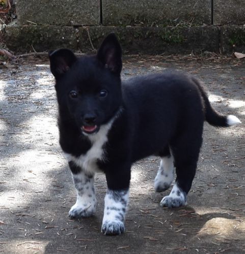 Looking for my forever home!!