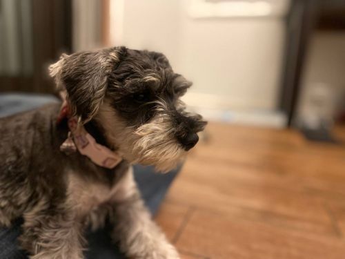 Mini Schnauzer Puppy