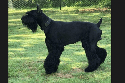 Giant Schnauzer Puppies