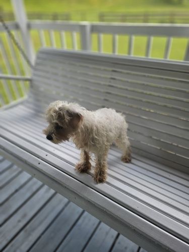 Mini shnauzer white male puppy