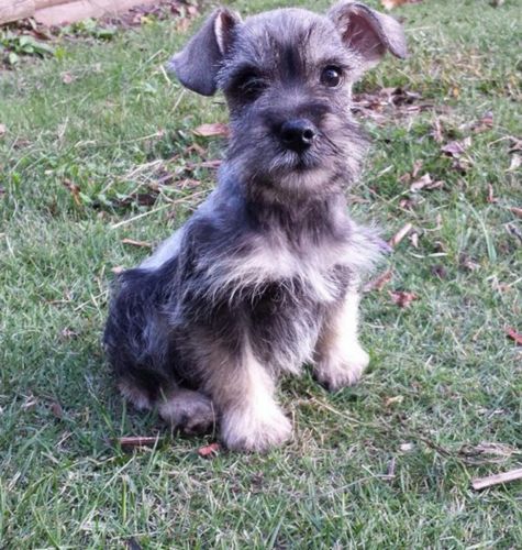Miniature Schnauzer Puppies..