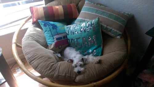 Adorable Toy sized Mini Schnauzer