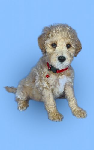 Meet Calla: The Apricot Schnoodle Princess