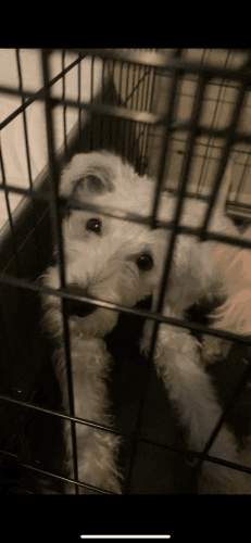 poodle & schnauzer mix pup