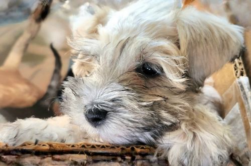 Schnoodle Patty (Peppermint)