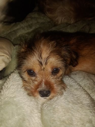 Shih Tzu Chiweenie Pups