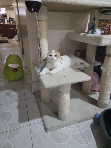 Scottish Fold full breed