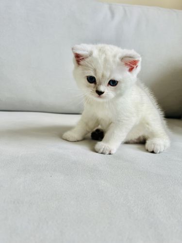 Scottish Straight boy Jack