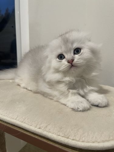 Purebred Scottish Straight and Scottish Fold Kittens