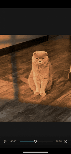 Scottish Fold Cats for sale in Lawrenceville, GA, USA. price: $800