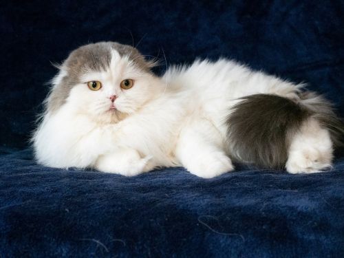 Scottish fold kittens for adoption