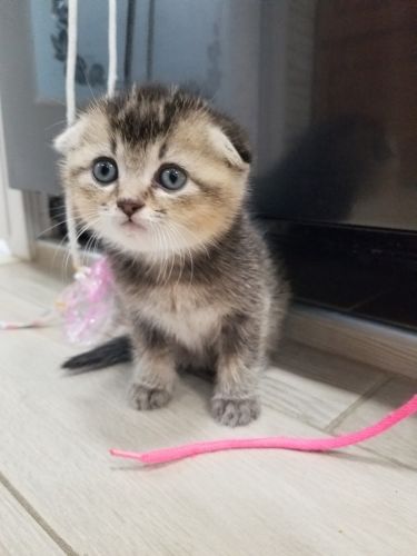 Scottish fold male kitten