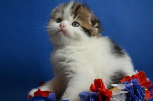 Grthyj Rgthj Adorable Scottish Fold Kittens