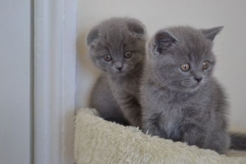 scottish fold kittens