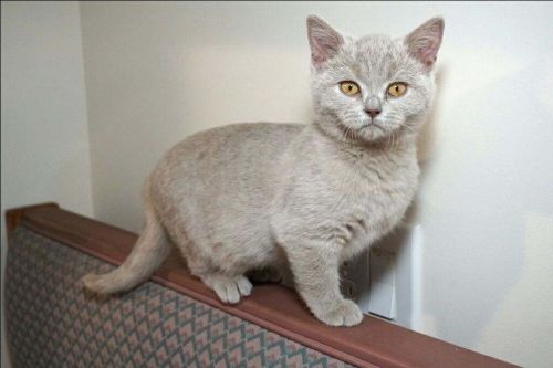 Scottish fold Straight ear (purebred)
