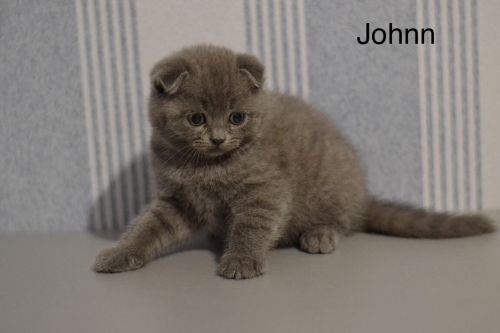 Blue color Male short hair Scottish fold kitten Johnn