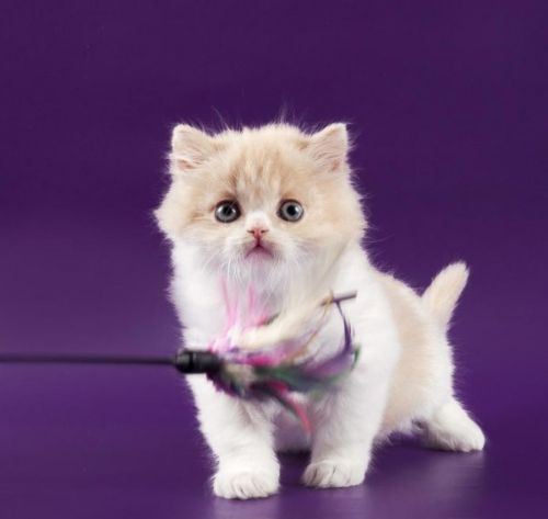 Purebred Scottish fold kitten.Text us on (***) ***-***9