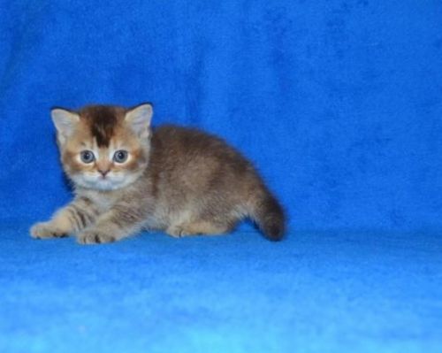 Tica-reg Scotish Fold Kittens Text (***) ***-***9