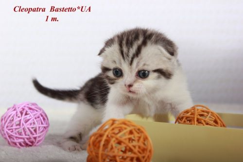 Cleopatra attractive Scottish fold female kitten