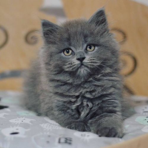 Wolf purebred Scottish longhair (highland) male kitten