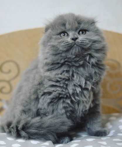 Forest purebred Scottish longhair (highland) male kitten with folded e