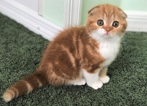 Scottish Fold Orange and White Female
