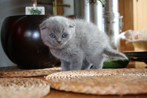 Blue Kitten Scottish Fold Short Hair