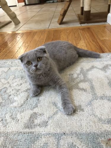 Lilac Scottish Fold Female