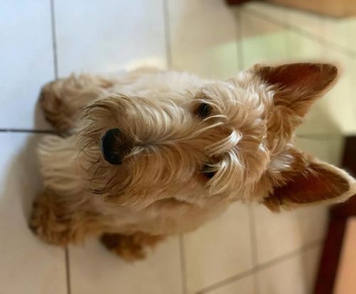 Destiny Scottish terrier