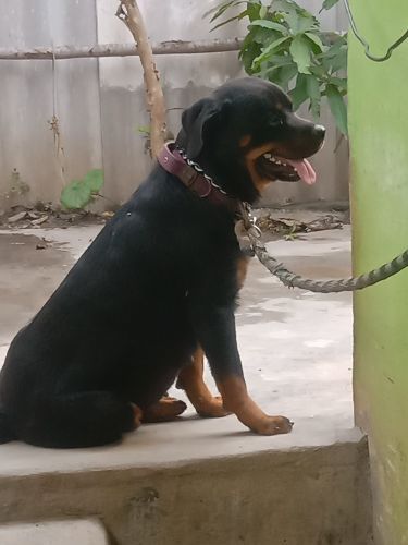 Rottweiler dog