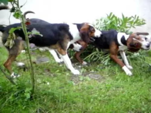 serbian tricolour hound dogs - caring