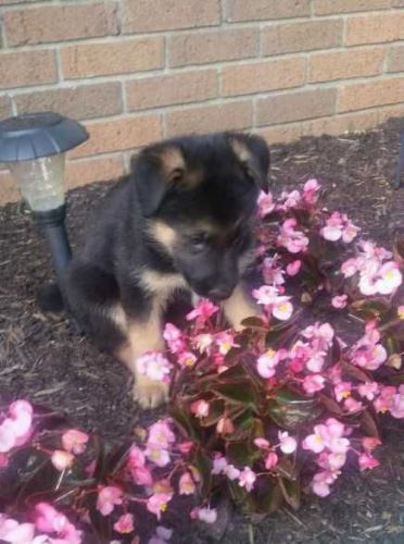 German Shepherd Pups (long Haired)