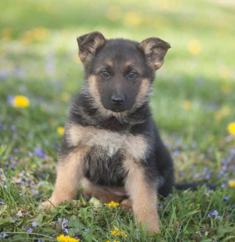 Blue Line German Shepard Pups